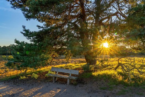 Westruper Heide, in the Hohe Mark Westmünsterland nature park Park, old wooden bench on a tree,