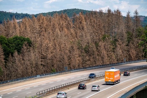 Forest dieback in the Bergisches Land, on the A4 motorway, near Engelskirchen, over 70 percent of