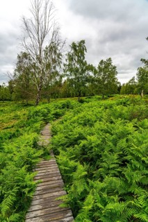 Bohlenweg, in the Struffelt nature reserve, near Roetgen-Rott, part of the Eifelsteig long-distance