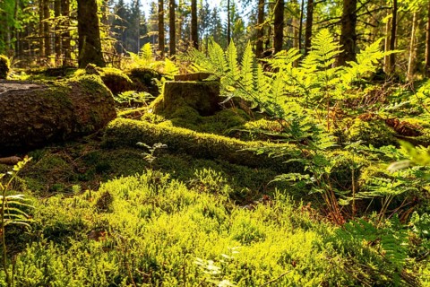 Forest, Sauerland landscape, mosses and ferns, Rothaargebirge, north-west, above the town of Bad