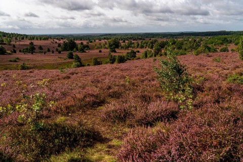 Flowering heath, heather and juniper bushes, near Wilseder Berg, in the Lüneburg Heath nature