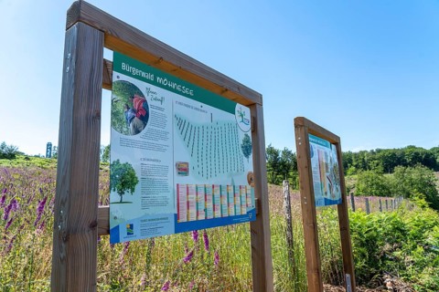 Reforestation in the Arnsberg forest above the Möhnesee, Soest district, citizen forest project,