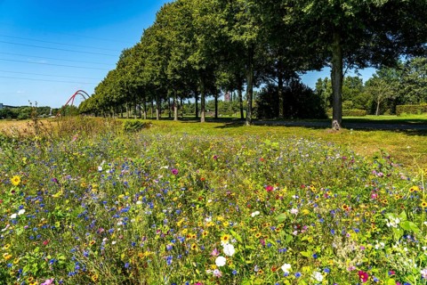 The Nordsternpark, former site of the Nordstern colliery, wildflower meadow, double arch bridge, in