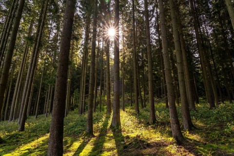 Dense spruce forest, in the Hochsauerland district, near Altastenberg, Sauerland, North
