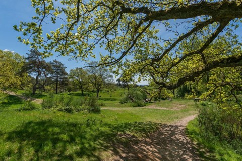 Svanninge Bakker, Faaborg, wooded heights in southern Funen, nature reserve, recreation, hiking,