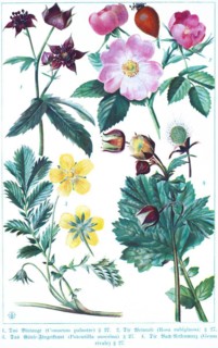 Botany, blood eye (Comarum palustre), vine sweet briar (Rosa rubiginosa), goose cinquefoil