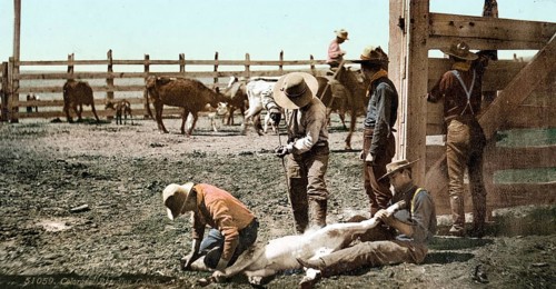 Branding calves, Colorado, United States of America, USA, digitally restored reproduction from a