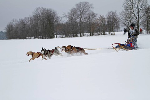 Sled dog race, Winterberg, Sauerland, North Rhine-Westphalia, Germany, snowy landscape, sled dogs,