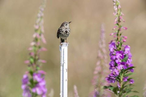 Tree pipit (Anthus trivialis) sitting on a pasture fence between willowherbs (Epilobium