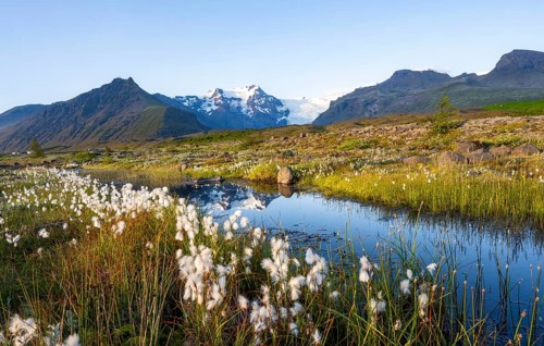 Reflection in a river with cotton grass, view of glacier tongues and mountains, glacier tongue