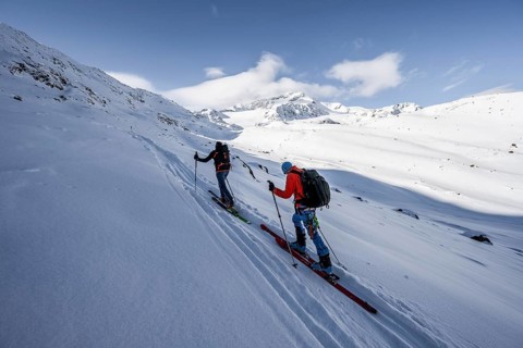 Two ski tourers ascending in fresh snow, snow-covered mountain peak Monte Cevedale in the