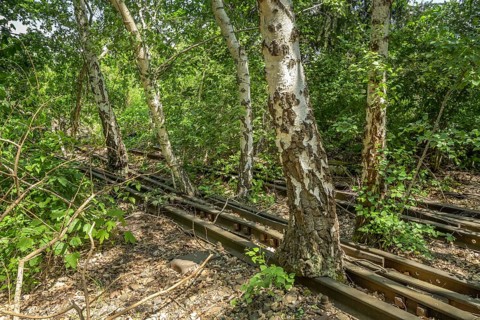 Birch trees, railway line, Schöneberger Südgelände Nature Park, Prellerweg, Schöneberg, Berlin,