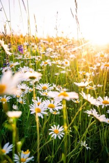 Blooming meadow full of daisies in the sunlight, Black Forest, Gechingen, Germany, Europe