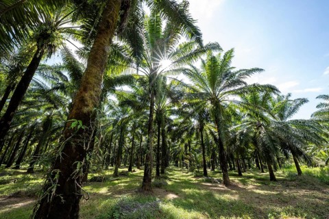 Palm oil plantation, environmental destruction through monoculture, Costa Rica, Central America