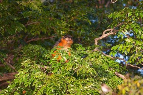 Western red colobus (Piliocolobus badius), primates, Janjabureh boat trip, Janjabureh, South Bank,