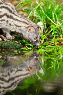 Common genet (Genetta genetta) drinking water at the shore of a lake, wildlife in a forest,