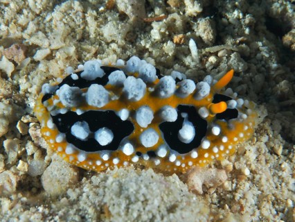 Black-orange sea snail with white bumps, eyespot warty snail (Phyllidia ocellata), on sandy seabed.