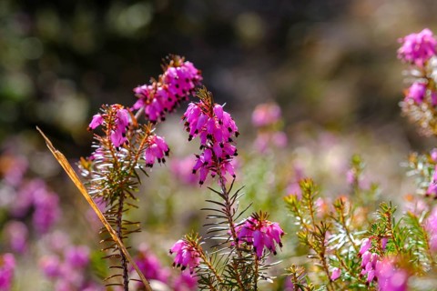 Erica blossom, spring heather, Erica, Kramerplateauweg, Garmisch-Partenkirchen, Werdenfelser Land,