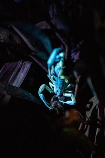 Bicoloured bark scorpion (Centruroides bicolor), scorpion glowing in black light eats prey, at
