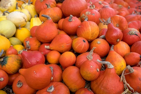 Market stall with pumpkins, Münsterland, North Rhine-Westphalia, Germany, Europe