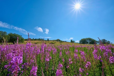 Blooming sally (Epilobium angustifolium), meadow in front of a hill under a clear sky, Abtsroder