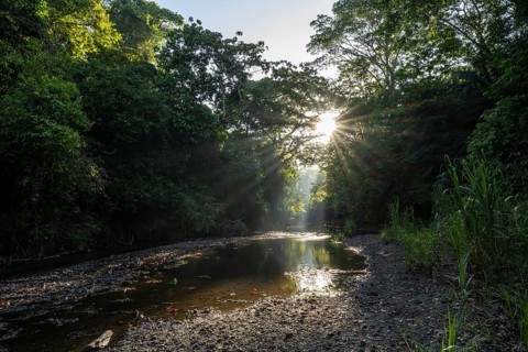 Atmospheric morning light with sun star and sun rays, at a stream in the tropical rainforest,