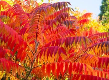 Stag's horn sumach (Rhus typhina), leaves in autumn colour, Hessen, Germany, Europe