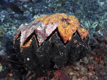 Giant grouper oyster (Hyotissa hyotis), mussel, on the seabed, impressive textures in orange and