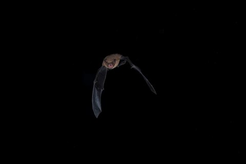 Common pipistrelle (Pipistrellus pipistrellus) hunting for insects at night, Brandenburg, Germany,