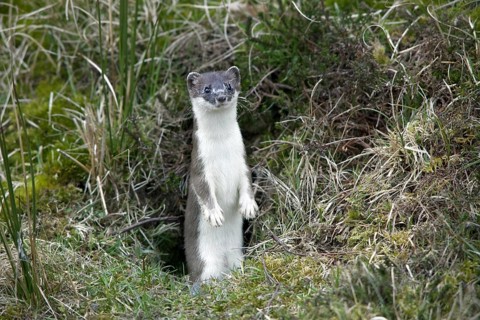 Stoat, ermine, short-tailed weasel (Mustela erminea) in summer coat leaving burrow
