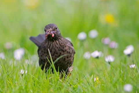 Common blackbird, Eurasian blackbird (Turdus merula) female foraging in grassland, meadow with