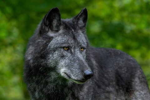 Black Northwestern wolf, Mackenzie Valley wolf, Alaskan timber wolf, Canadian timber wolf (Canis