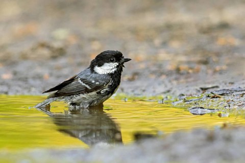 Coal tit (Periparus ater, Parus ater) bathing in water from pond, rivulet, Germany, Europe
