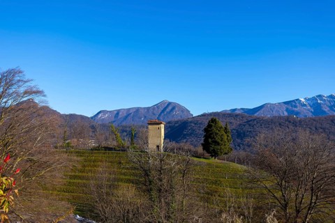 Vineyard in Collina d'oro with Mountain in Lugano, Ticino in Switzerland