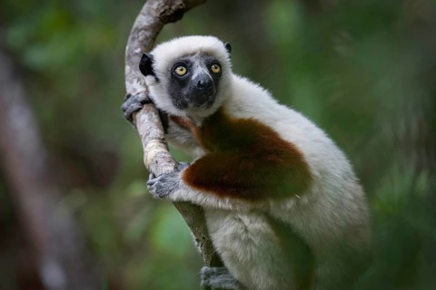 Coquerell Sifaka (Propithecus coquerelli) in the forests of Ankarafantsika National Park West