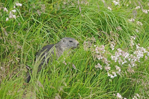 Marmot (Marmota), Grossglockner High Alpine Road, Salzburger Land, Austria, Europe