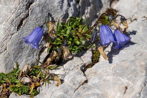 Bellflower (Campanula) on rocky ground, Karwendel Mountains, Mittenwald, Werdenfelser Land, Upper