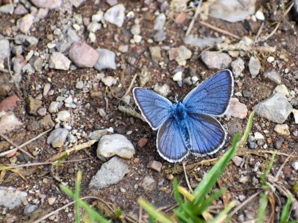 Common blue butterfly (Polyommatus icarus) on the ground, Berchtesgaden Alps, Bavaria, Germany,
