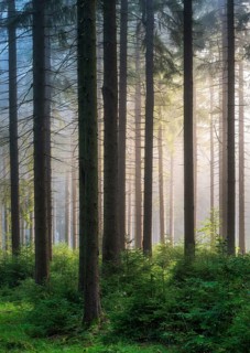 Spruce forest with natural regeneration, sun shining through morning fog, Thuringian Forest,