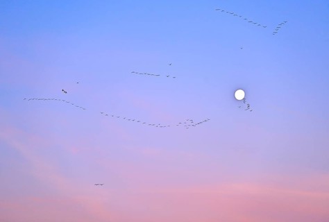 White-fronted goose (Anser albifrons), a flock of wild geese flies in the dawn in front of the full