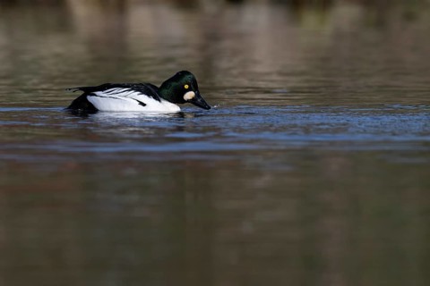 Common goldeneye (Bucephala clangula), Sweden, Europe