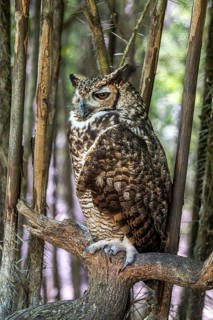 South American great horned owl (Bubo virginianus nacurutu), Aviario Nacional de Colombia, Via