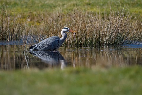 Grey heron (Ardea cinerea), hunting, with captured Common Frog, Dingdener Heide nature reserve,
