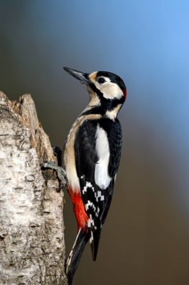 Great spotted woodpecker (Dendrocopos major), male, Dingdener Heide nature reserve, North