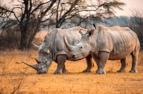 Southern white rhinoceros (Ceratotherium simum simum), two rhinos in the evening light, Khama Rhino