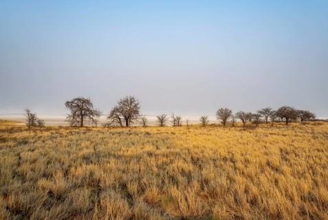 Yellow grass and leafless trees at a dry salt pan, African savannah, Nxai Pan National Park,