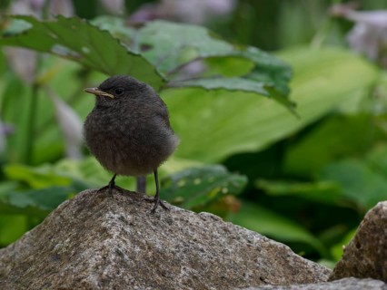 A black redstart chickadee (Phoenicurus ochruros) sitting on a stone, garden, Upper Franconia,