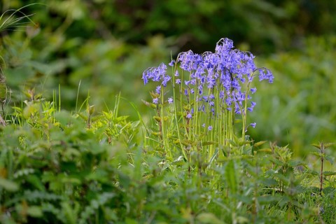 Flowering wood hyacinth (Hyacinthoides non-scripta), Lower Rhine, North Rhine-Westphalia, Germany,