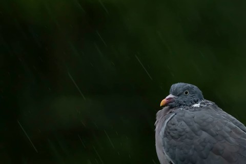 Wood pigeon (Columba palumbus) adult bird soaking wet in a rain storm, England, United Kingdom,
