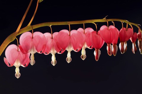 Bleeding heart (Lamprocapnos (Lamprocapnos spectabilis) (Dicentra spectabilis) spectabilis)